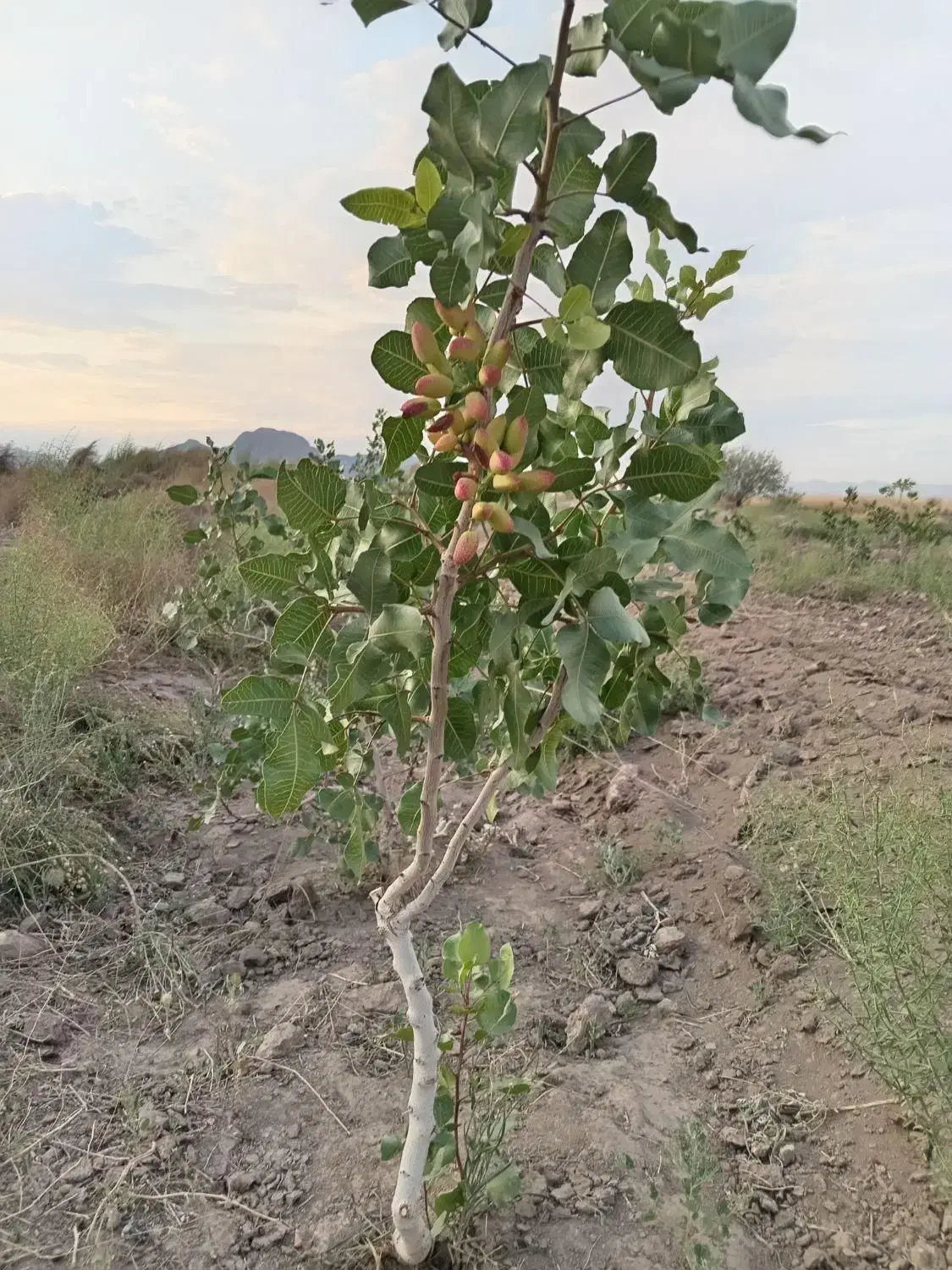 فروش یک هکتارپسته اکبری|فروش زمین و ملک کلنگی|راین, |دیوار