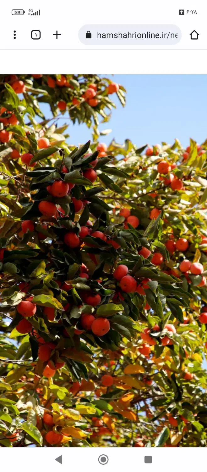 هرس و تمامی خدمات باغداری|خدمات باغبانی و درختکاری|داراب, |دیوار