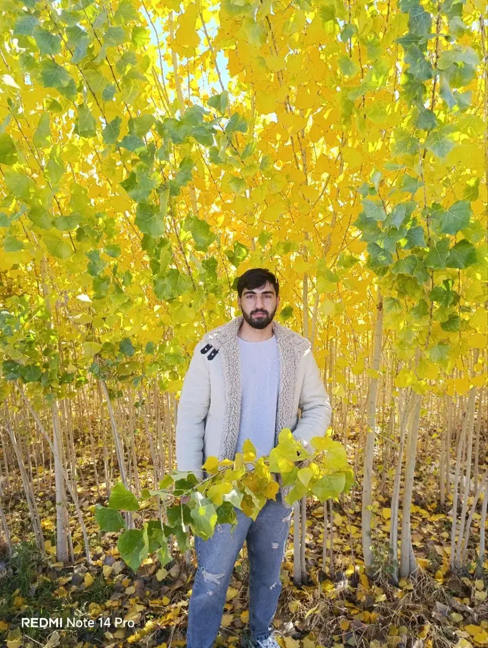 نهال صنوبر و کبوده یک سال تا پنج سال|خدمات باغبانی و درختکاری|سنندج, |دیوار