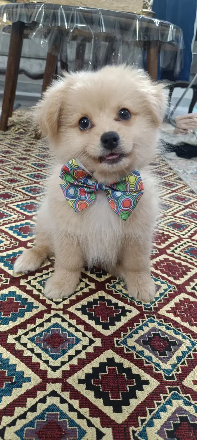 سگ نژاد پامر اشپیتز  نر ۴ماهشه  برا قیمت پیام بدید|سگ|کرج, کیانمهر|دیوار