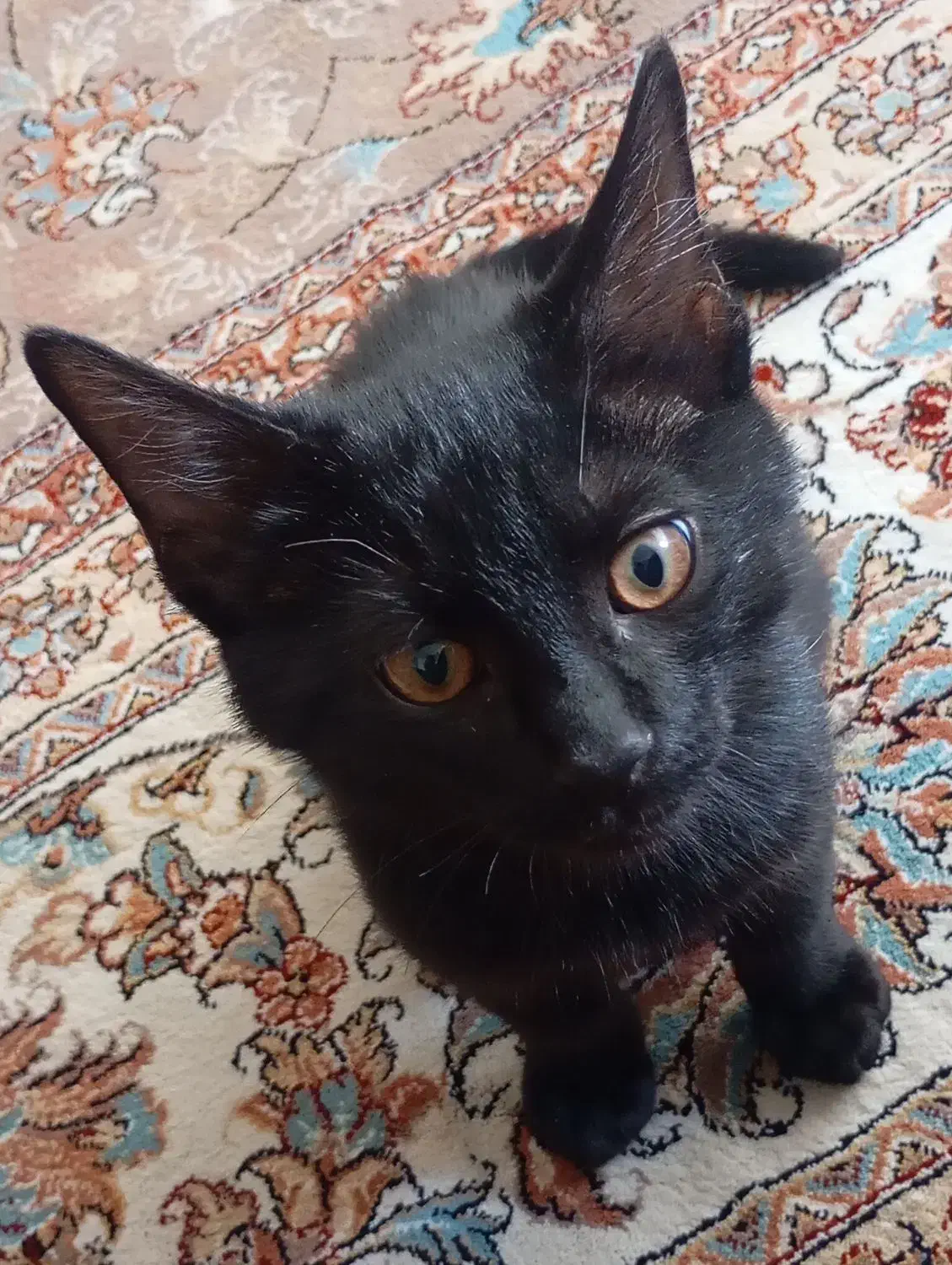 فروش بچه گربه|گربه|همدان, |دیوار