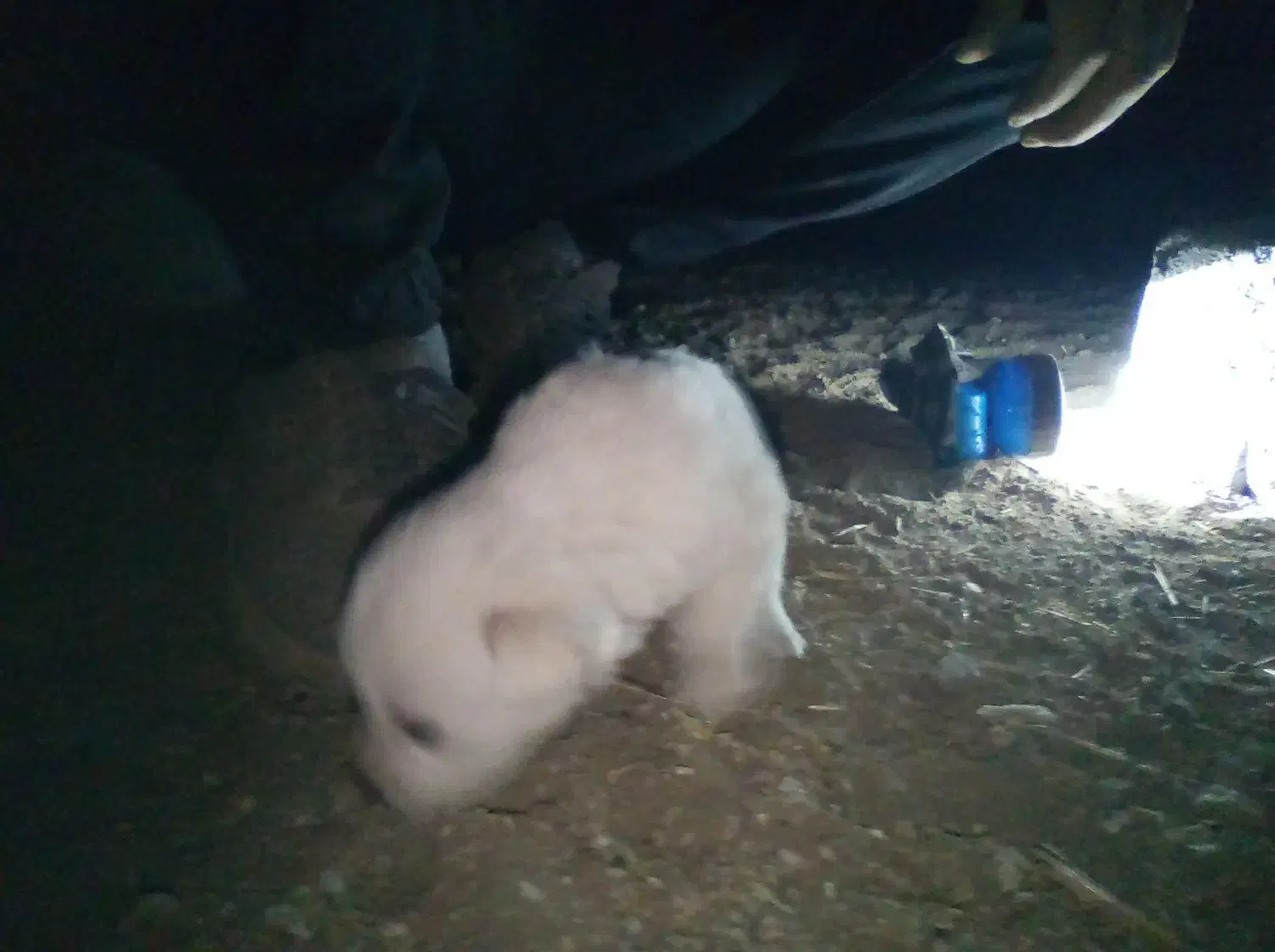 واگذاری پا کوتاه|سگ|سراب, |دیوار