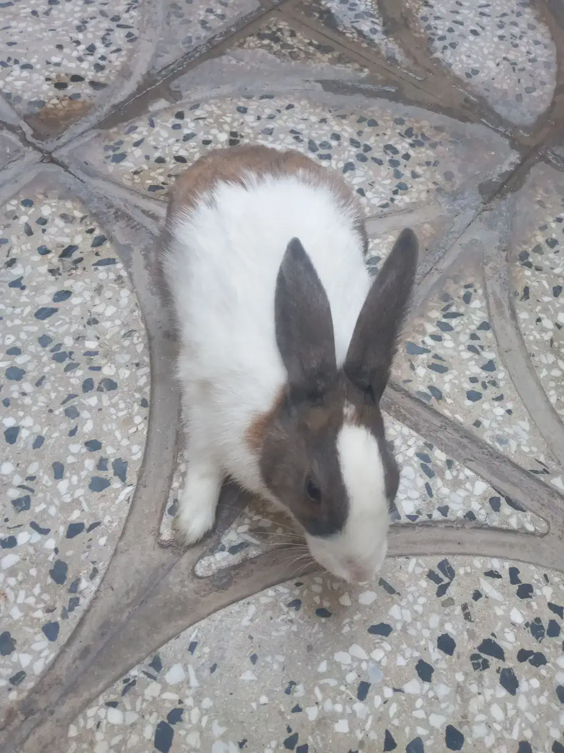 خرگوش|موش و خرگوش|اقبالیه, |دیوار