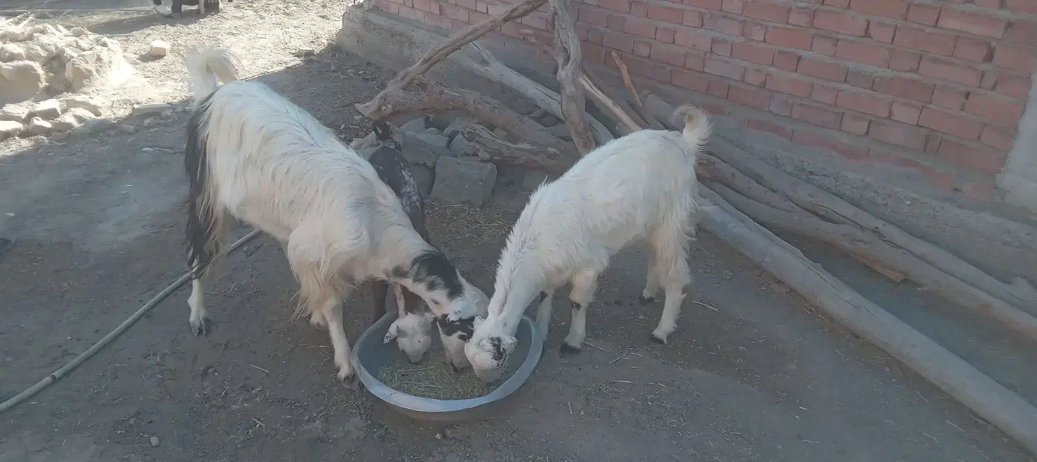 ۳عدد گوسفند|حیوانات مزرعه|کهنوج, |دیوار