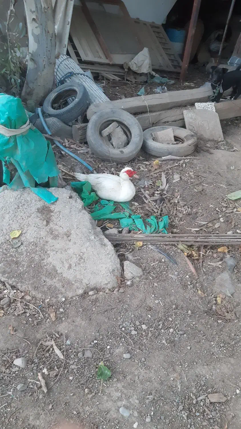 اردک اسرائیلی|حیوانات مزرعه|گنبد کاووس, |دیوار