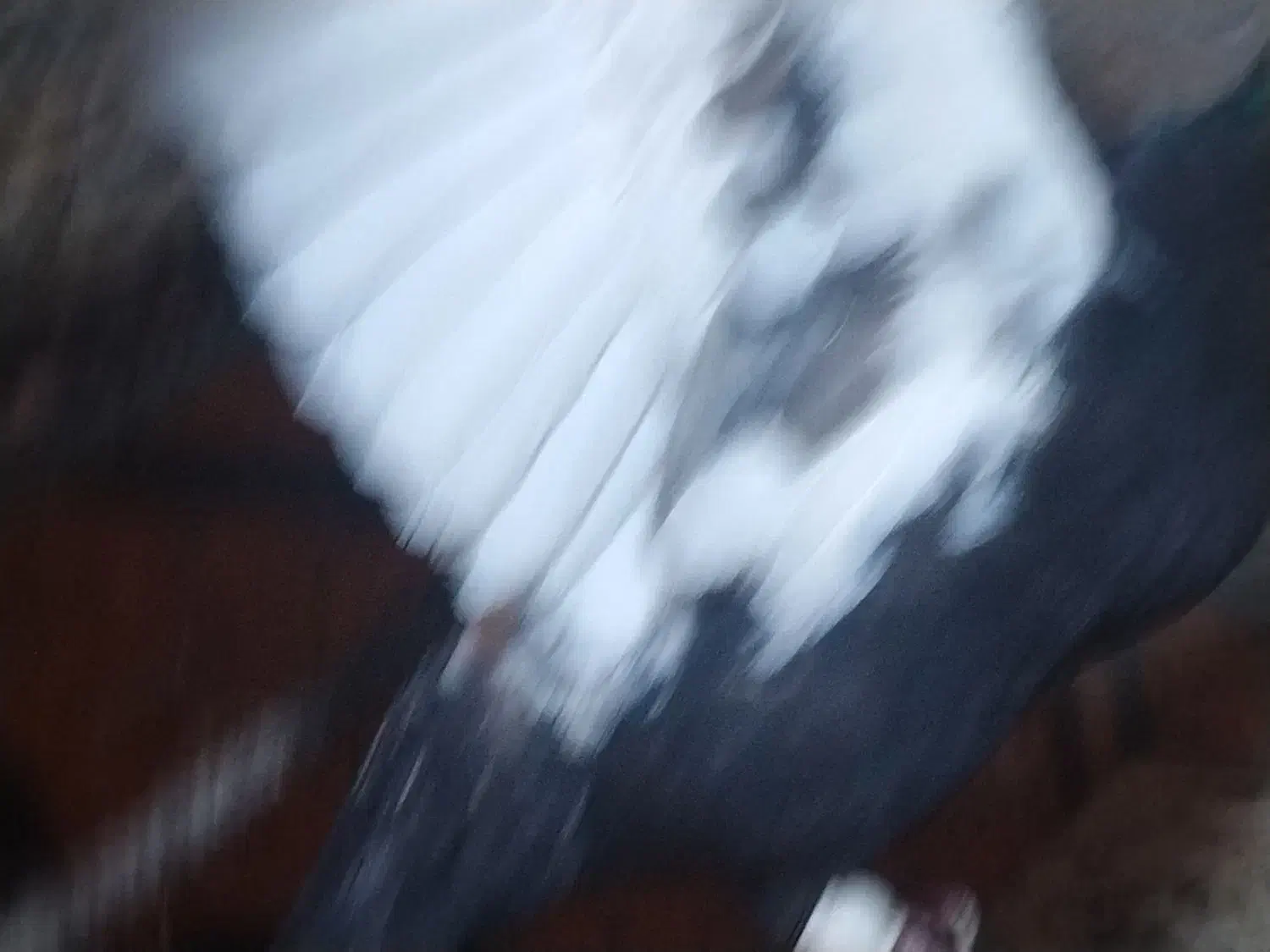 کبوتر سینه ای یا سینه سیاه|پرنده|شیراز, حومه شیراز|دیوار