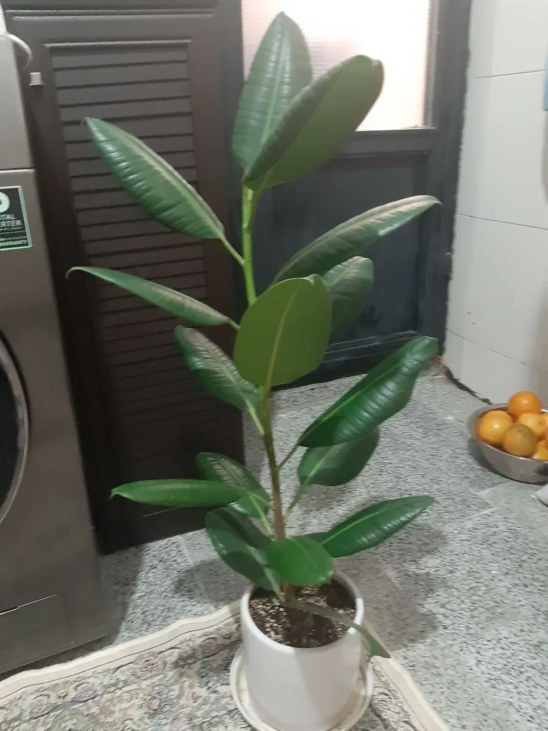 دیفن باخیا و فیکوس سبز|گل و گیاه طبیعی|تهران, زنجان جنوبی|دیوار