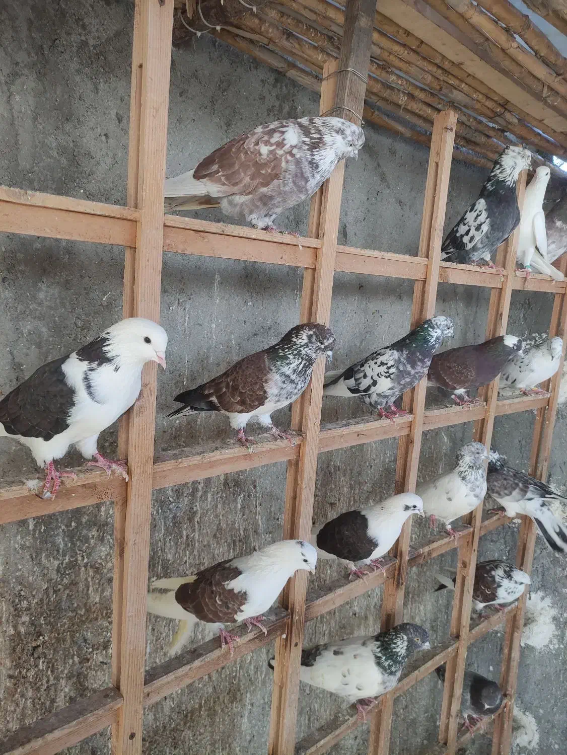 کبوتر پرشی ۴۳عدد|پرنده|بابل, |دیوار