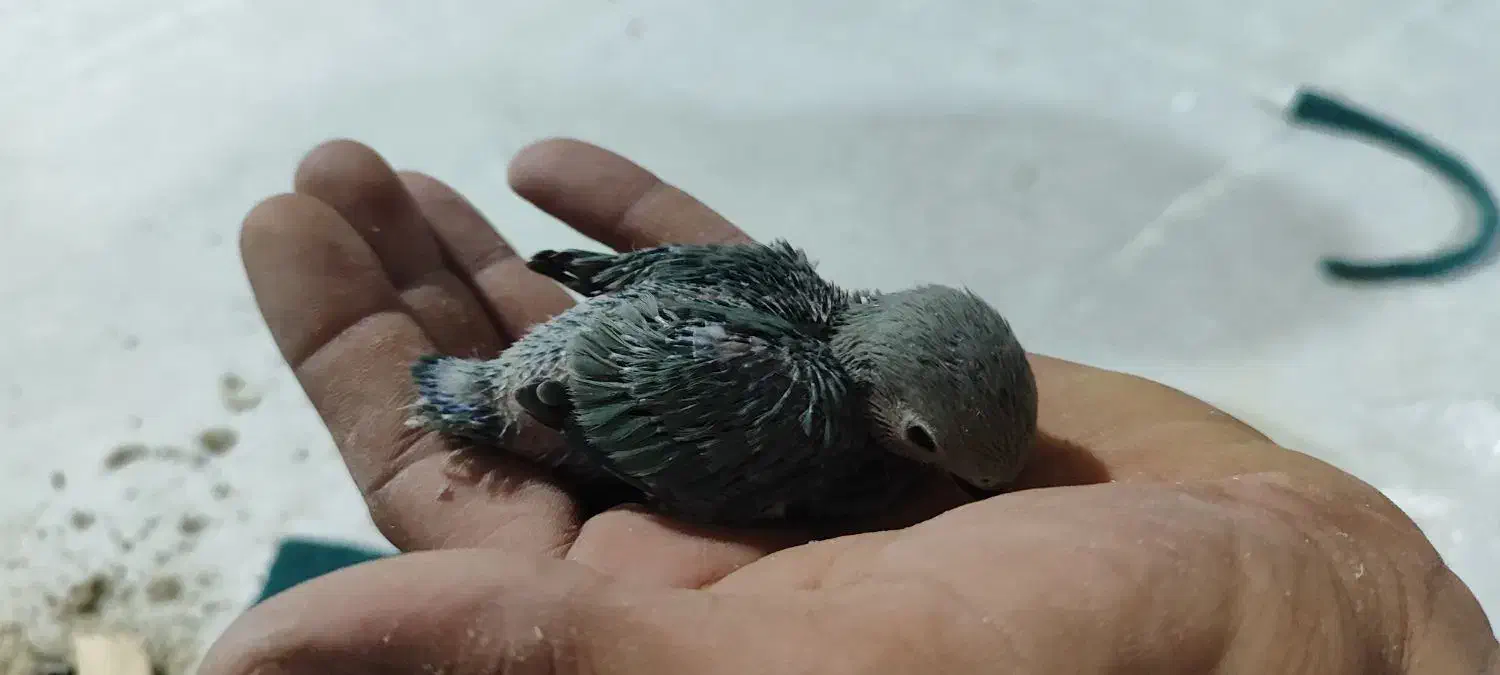 جوجه طوطی کتوله وعروس|پرنده|رفسنجان, |دیوار