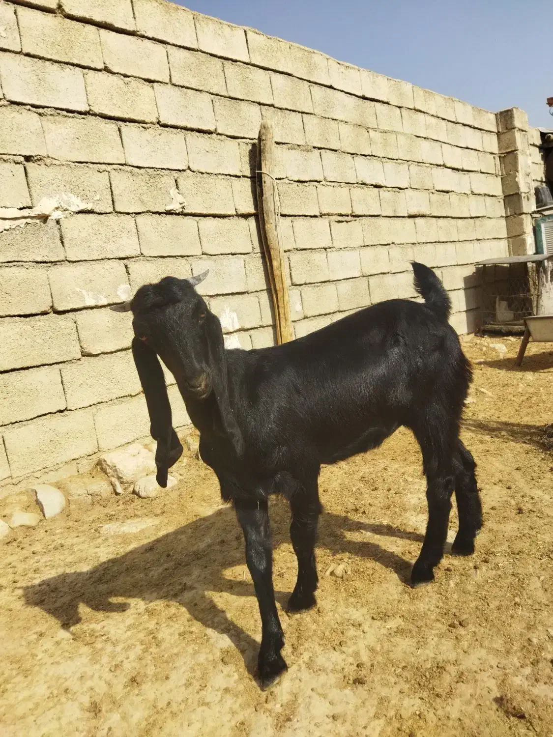 تیشتر افغانی اصلی بشرط از همه لحاظ|حیوانات مزرعه|مسجد سلیمان, |دیوار