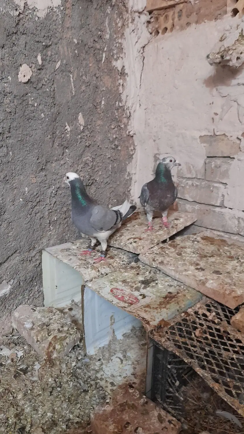 کبوتر|پرنده|سده (خراسان جنوبی), |دیوار