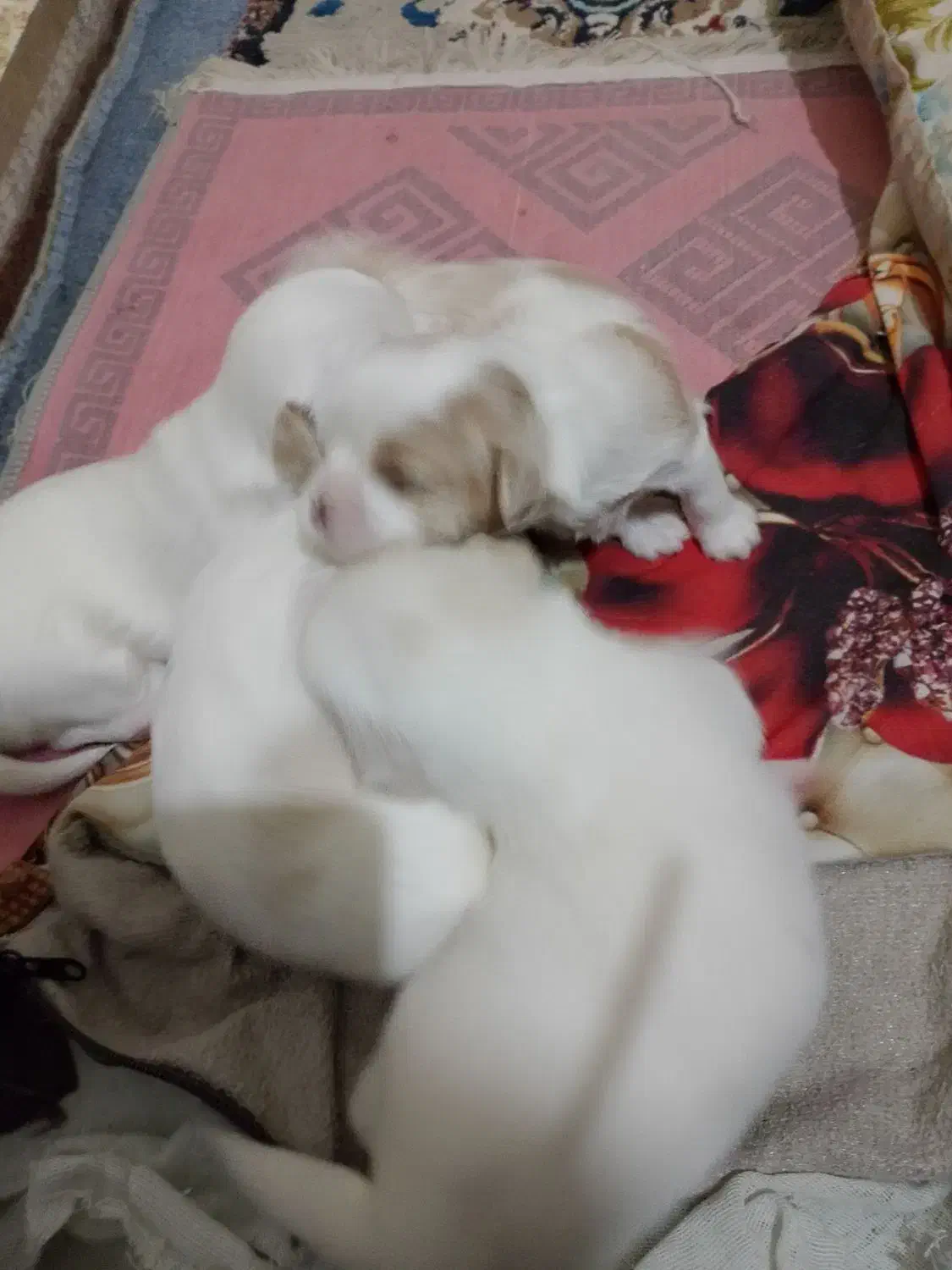 وارد سلام برادران عزیز ۴ تا سگ واگذار دارم پشمالو|سگ|بندر امام خمینی, |دیوار