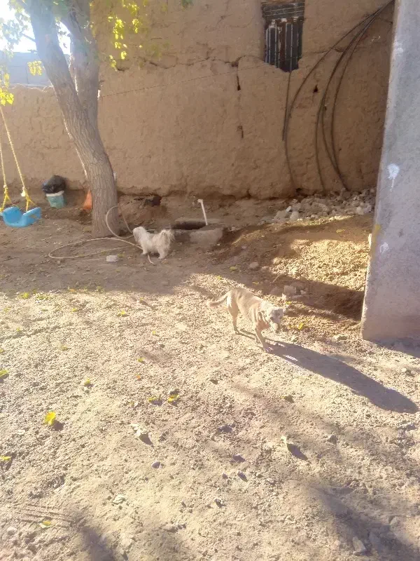 واگذاری پاکوتاه ماده|سگ|تربت جام, شاهد|دیوار