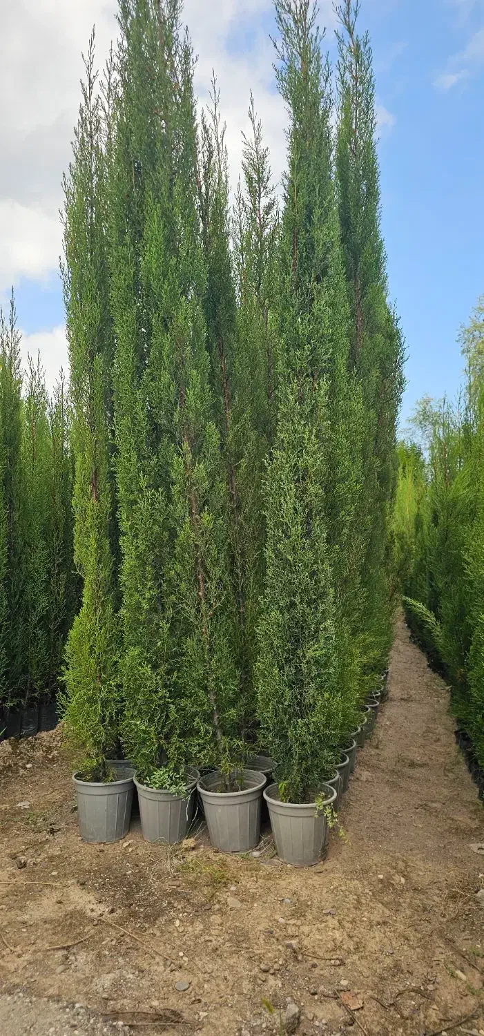 سرو شیرازی سرو ناز درجه ۱|خدمات باغبانی و درختکاری|نوشهر, |دیوار