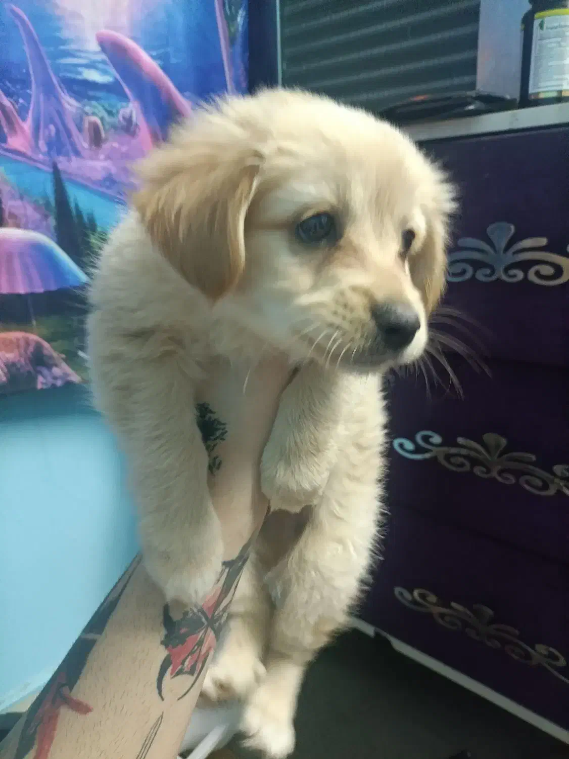 طوله اشپیتز پامر|سگ|ملارد, |دیوار