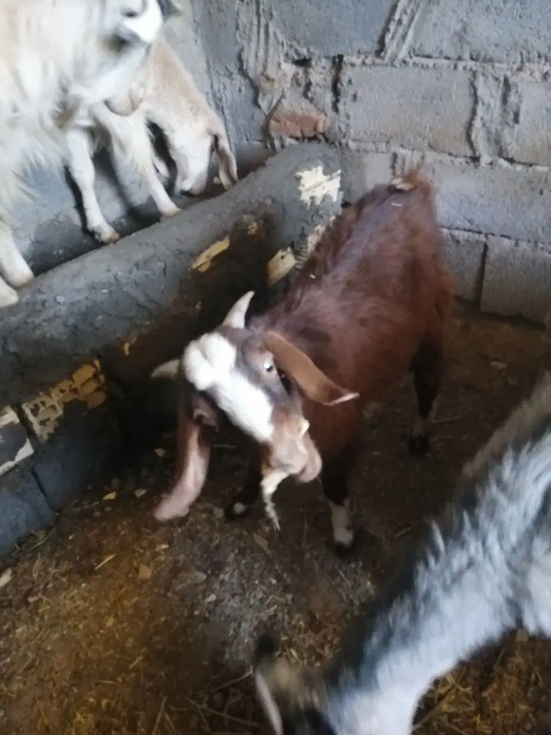 گوسفند فروشی|حیوانات مزرعه|بم, |دیوار