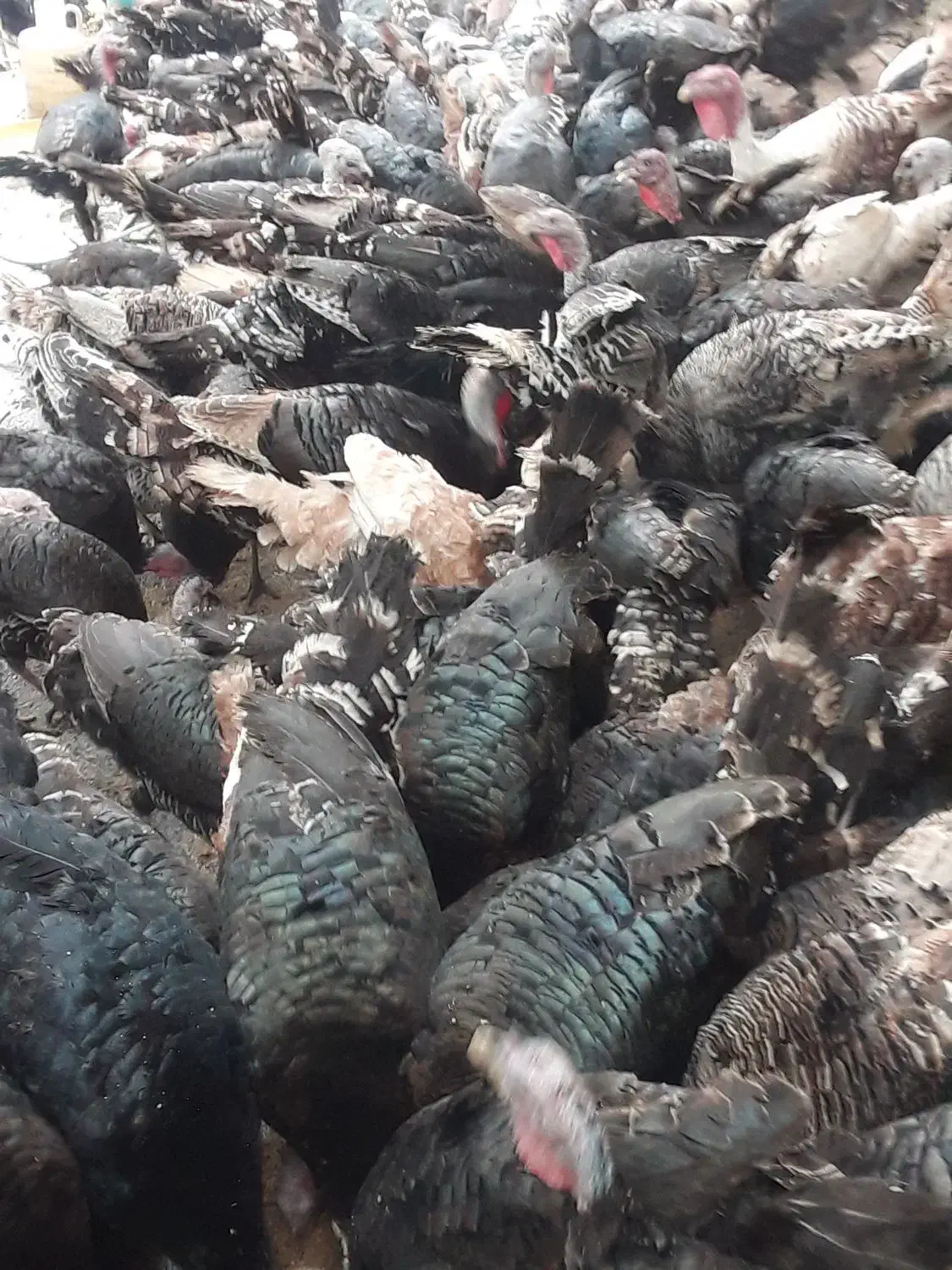 بوقلمون محلی ارگانیک|حیوانات مزرعه|املش, |دیوار