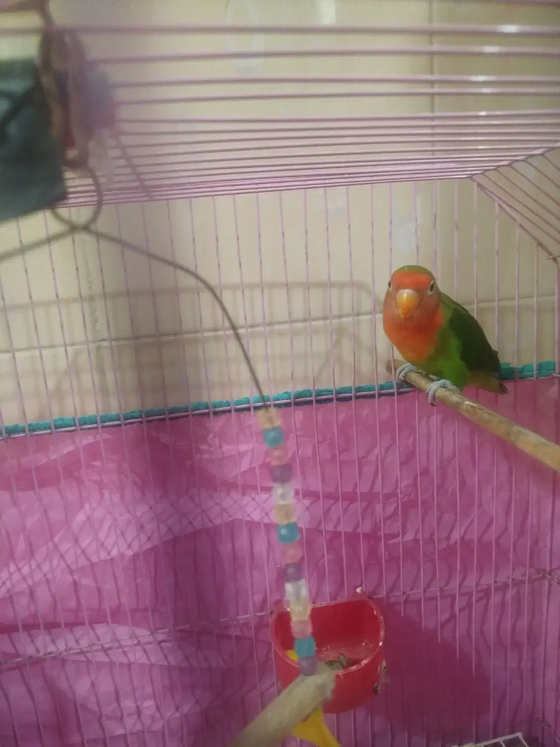 طوطی برزیلی|پرنده|رشت, کوی حسینی|دیوار