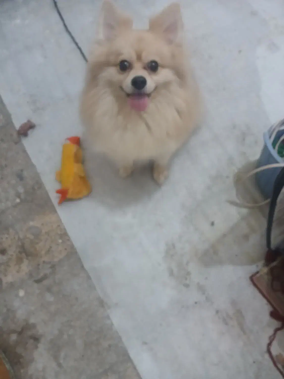 سگ پامرانین|سگ|تهران, جلیلی|دیوار