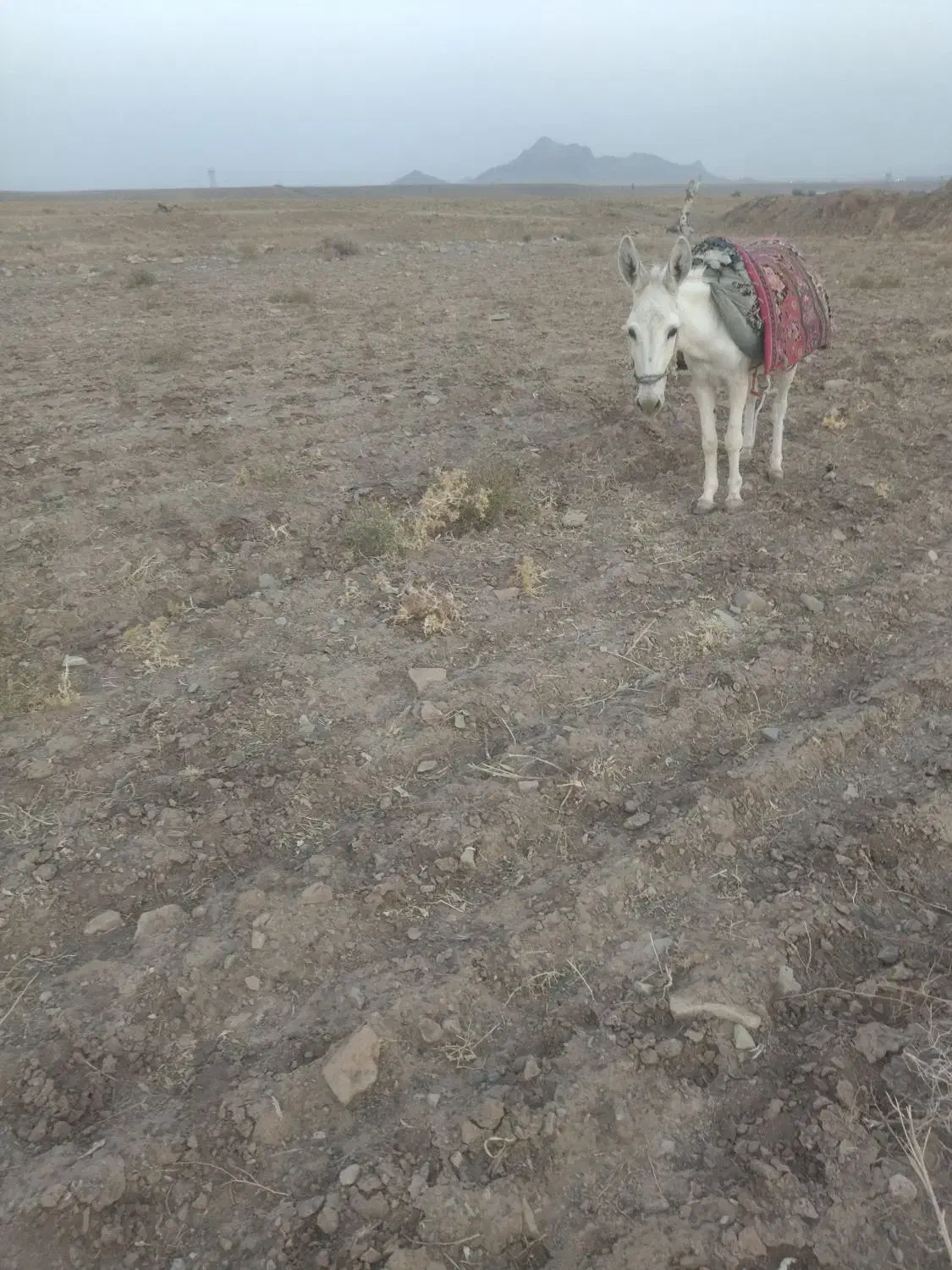 واگذاری الاغ|حیوانات مزرعه|تربتحیدریه, بالا ولایت|دیوار