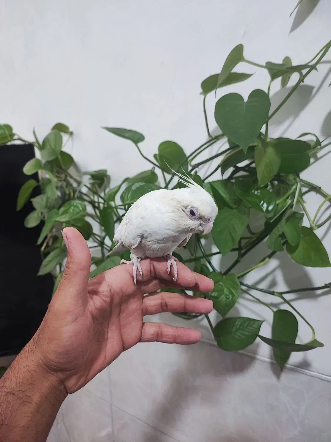 عروس هلندی آلبینو عروس هلندی لوتینو|پرنده|حمیدیا, |دیوار