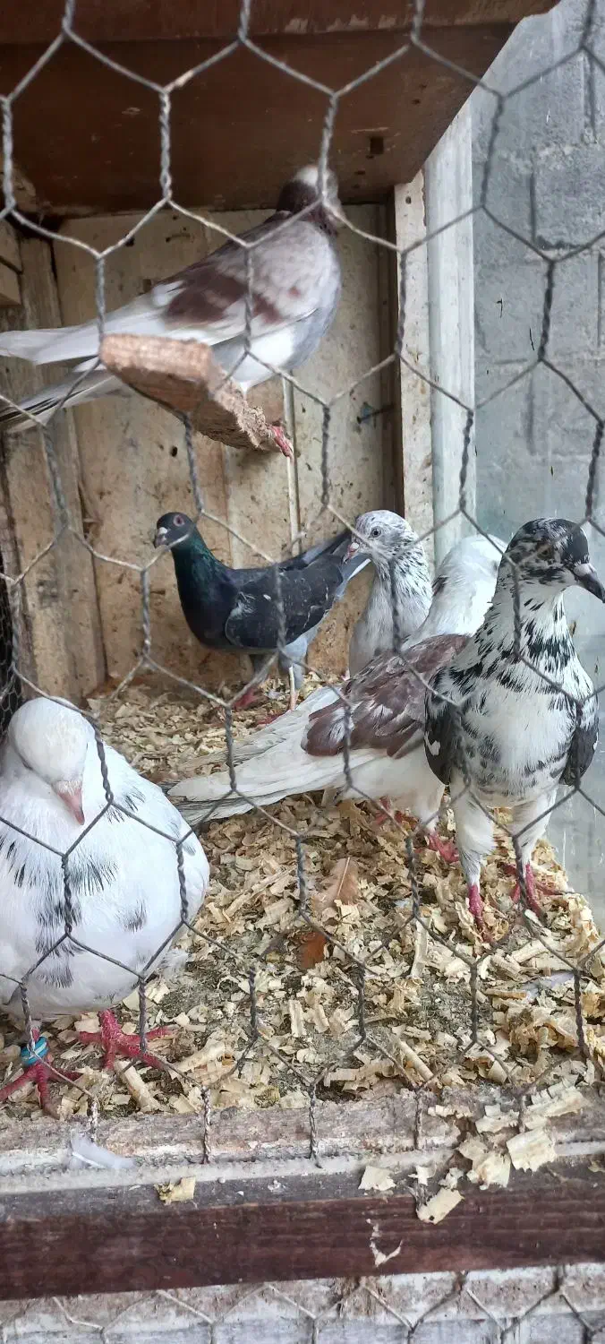 کبوتر کفتر پرشی و زینتی|پرنده|رویان, |دیوار