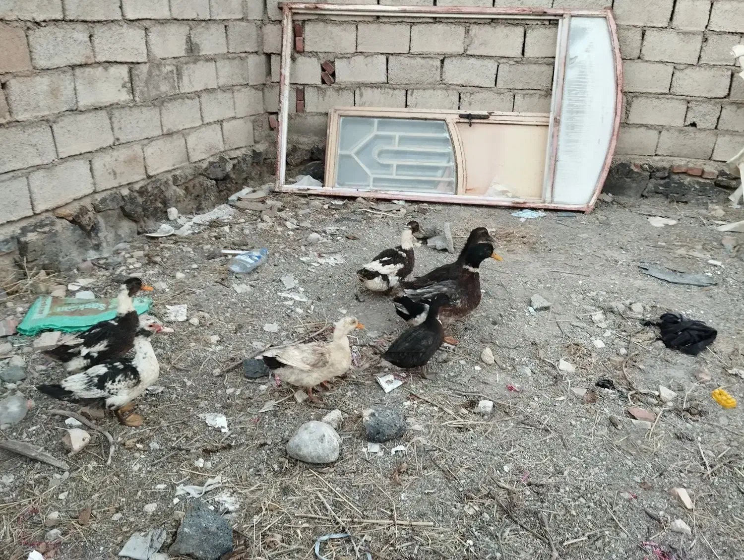 اردک  چله|حیوانات مزرعه|ماکو, |دیوار