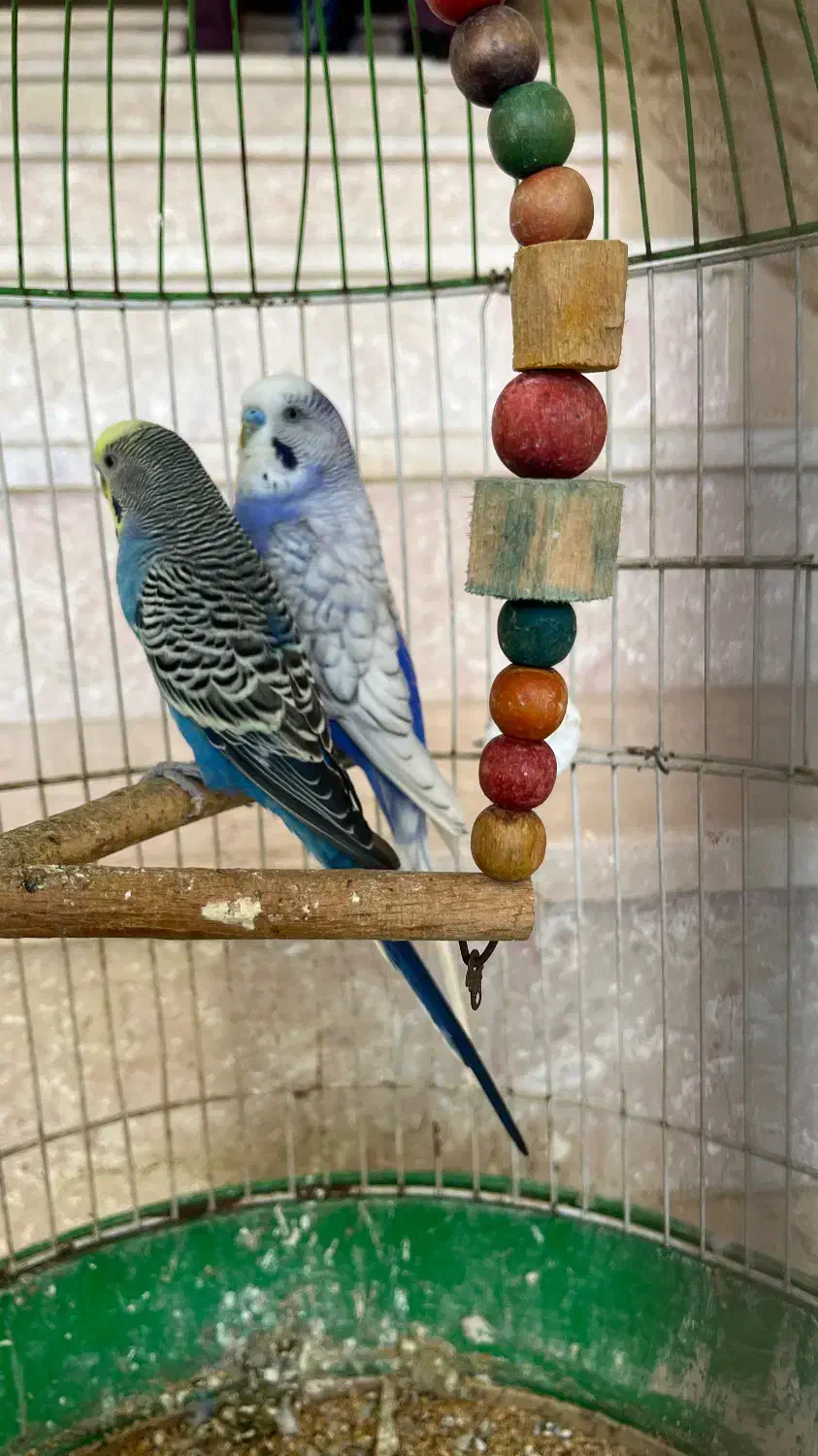 دو عدد مرغ عشق نر|پرنده|گلوگاه بابل (گلیا), |دیوار