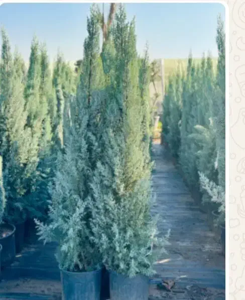 خریدار گل زربین|خدمات باغبانی و درختکاری|چابکسر, |دیوار