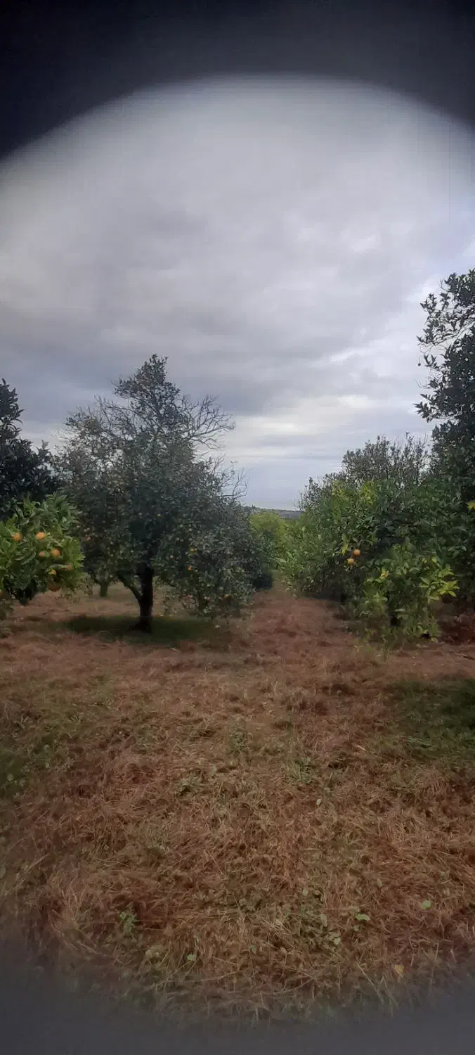 باغ پرتقال ۱۳۰۰ متری زیر قیمت بازار اوشیان دو بر|فروش زمین و ملک کلنگی|چابکسر, |دیوار