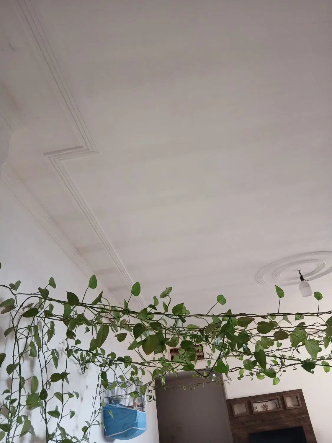 گل وگیاه|گل و گیاه طبیعی|قم, پردیسان|دیوار