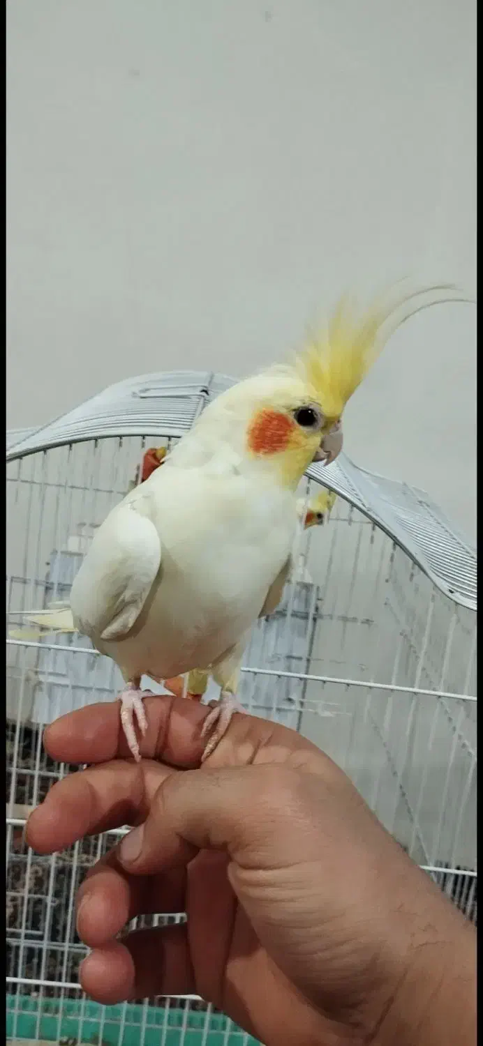 فروش فوری|پرنده|اردبیل, |دیوار