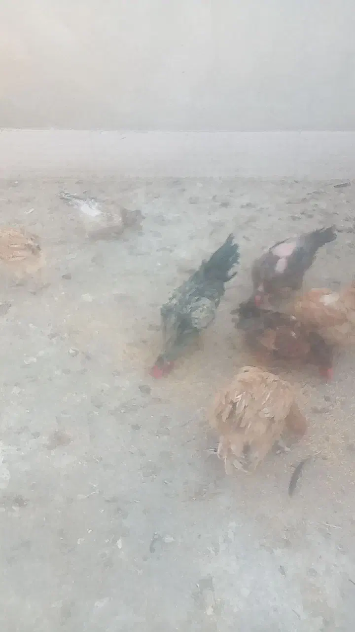 مرغ وخروس|حیوانات مزرعه|ری, دولتآباد|دیوار