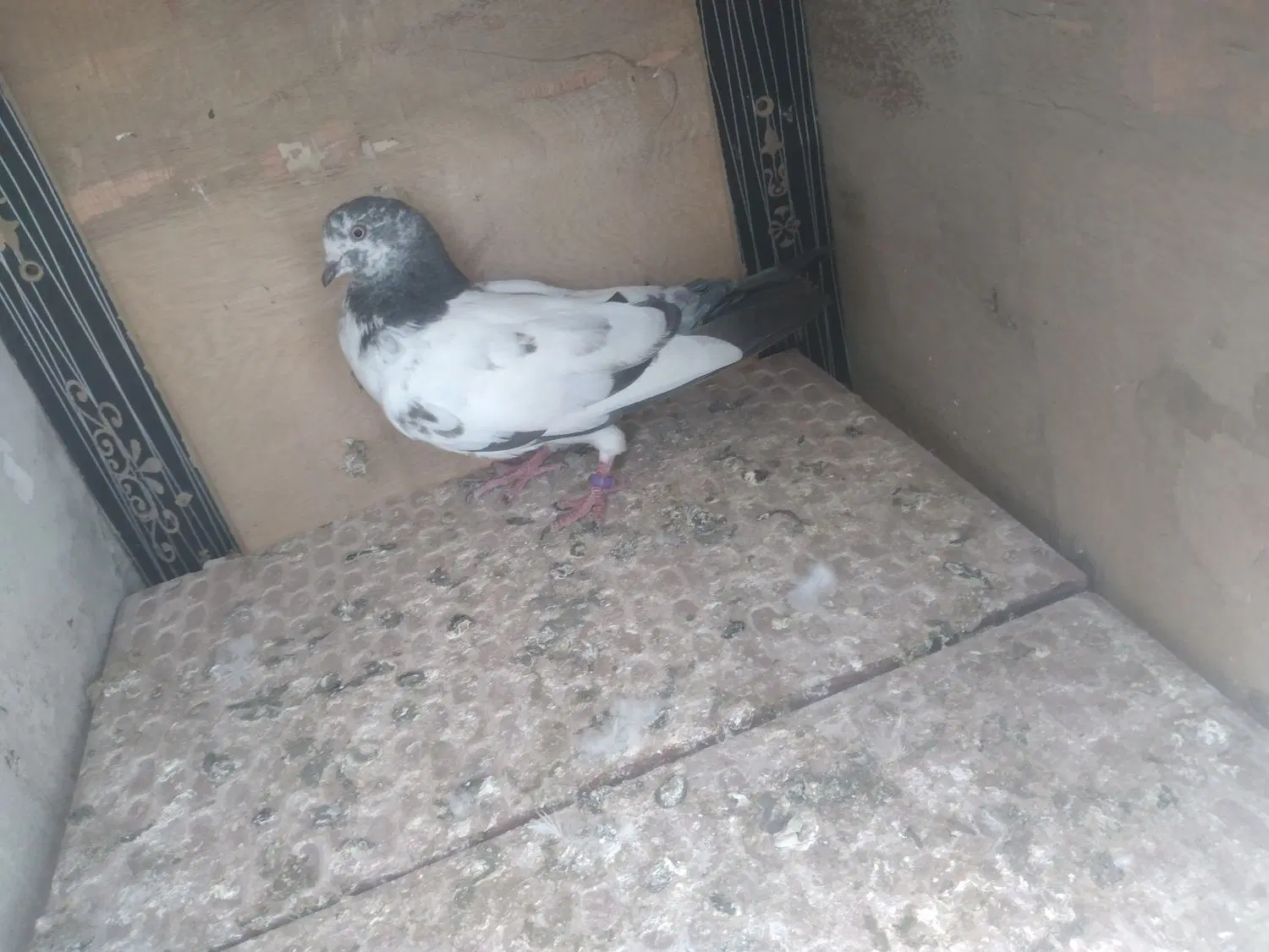 کفتر|پرنده|اردکان, |دیوار