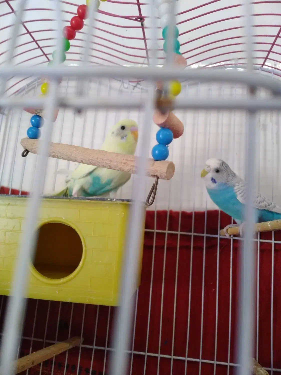 عروس هلندی و یک جفت مرغ عشق|پرنده|چمران, |دیوار