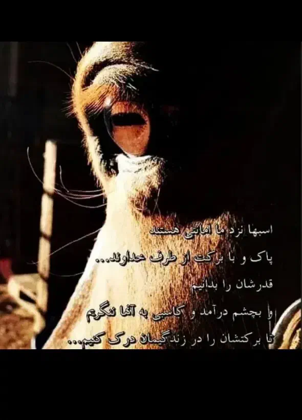 اسب سواری ومحل نگهداری وآموزش سوارکاری درصورت نیاز|اسب و تجهیزات اسبسواری|تنکابن, |دیوار