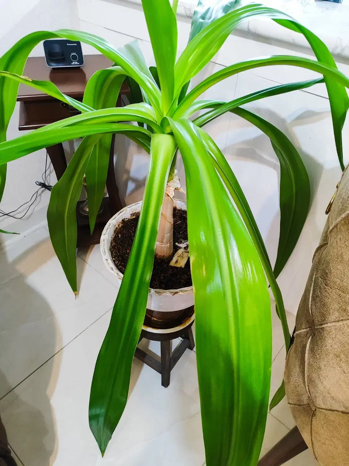 گل اشک ملکه زیبا|گل و گیاه طبیعی|اصفهان, رکن الدوله شرقی|دیوار