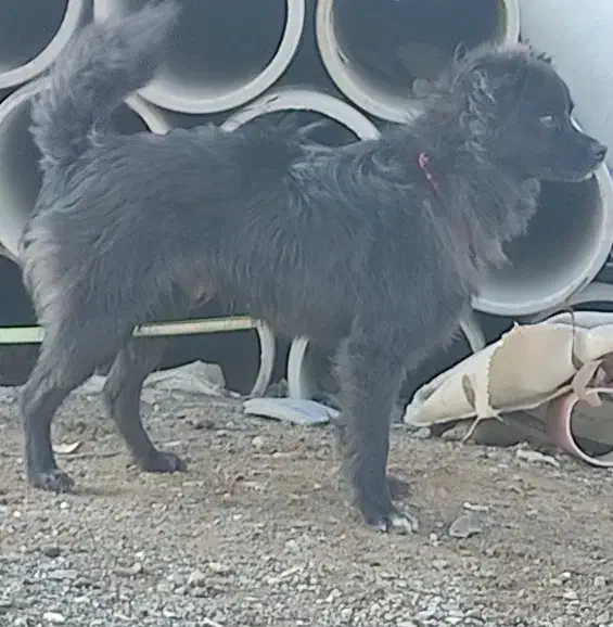 سگ پاکوتاه|سگ|زاهدان, |دیوار