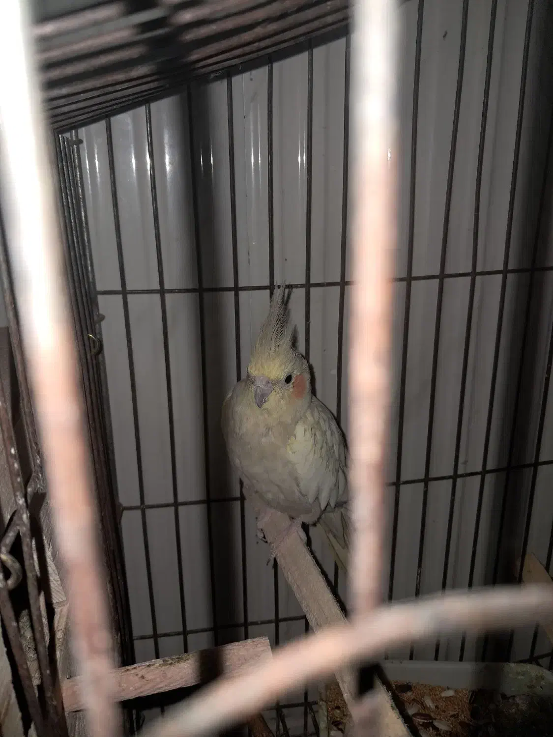 طوطی هلندی|پرنده|اندیمشک, |دیوار