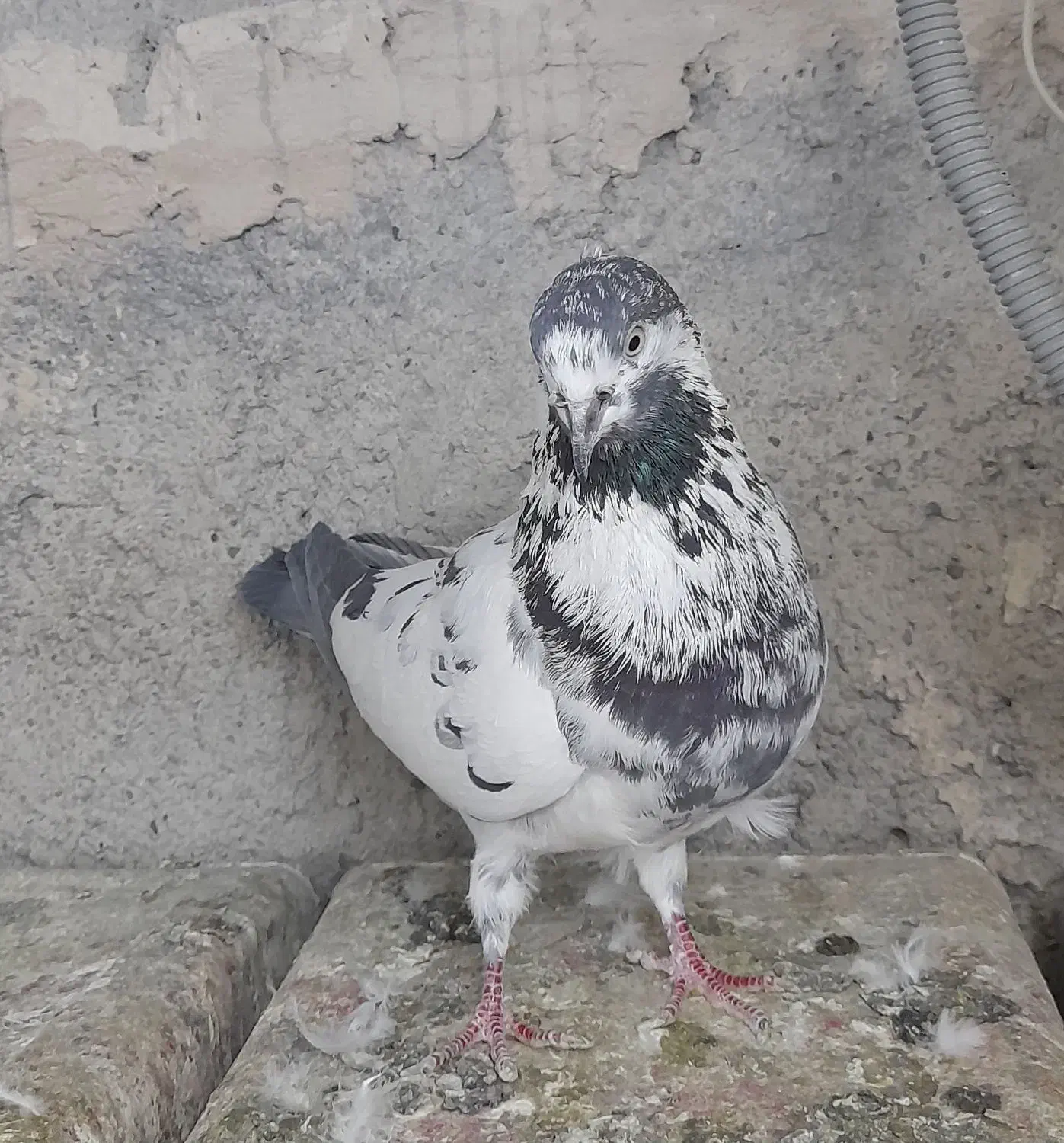 کفتر نر قاره سیاه|پرنده|فردیس, فردیس|دیوار