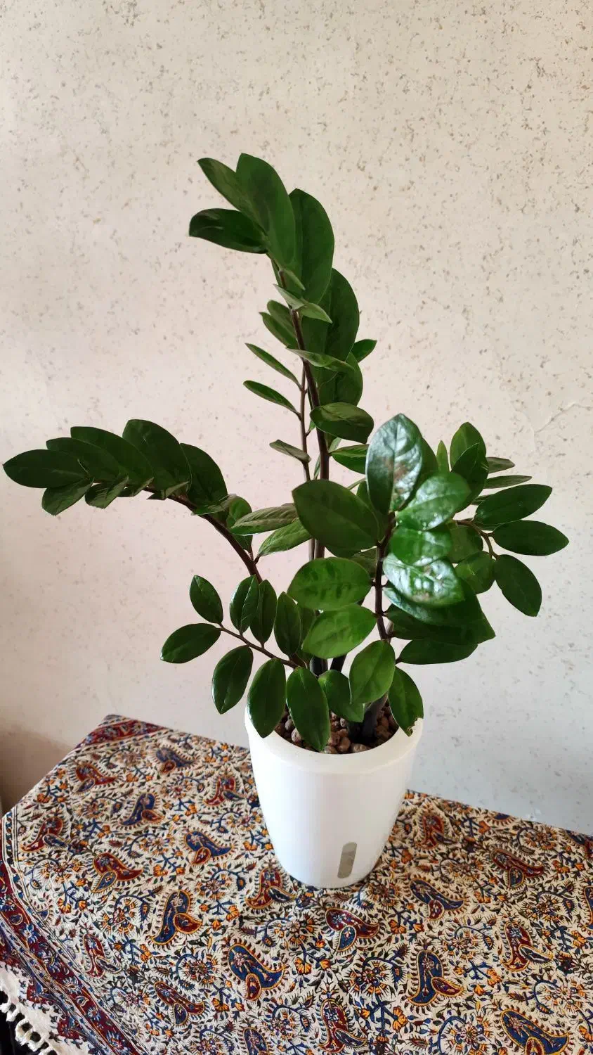 فروش انواع گلهای هیدروپونیک شده و خاکی|گل و گیاه طبیعی|نائین, |دیوار