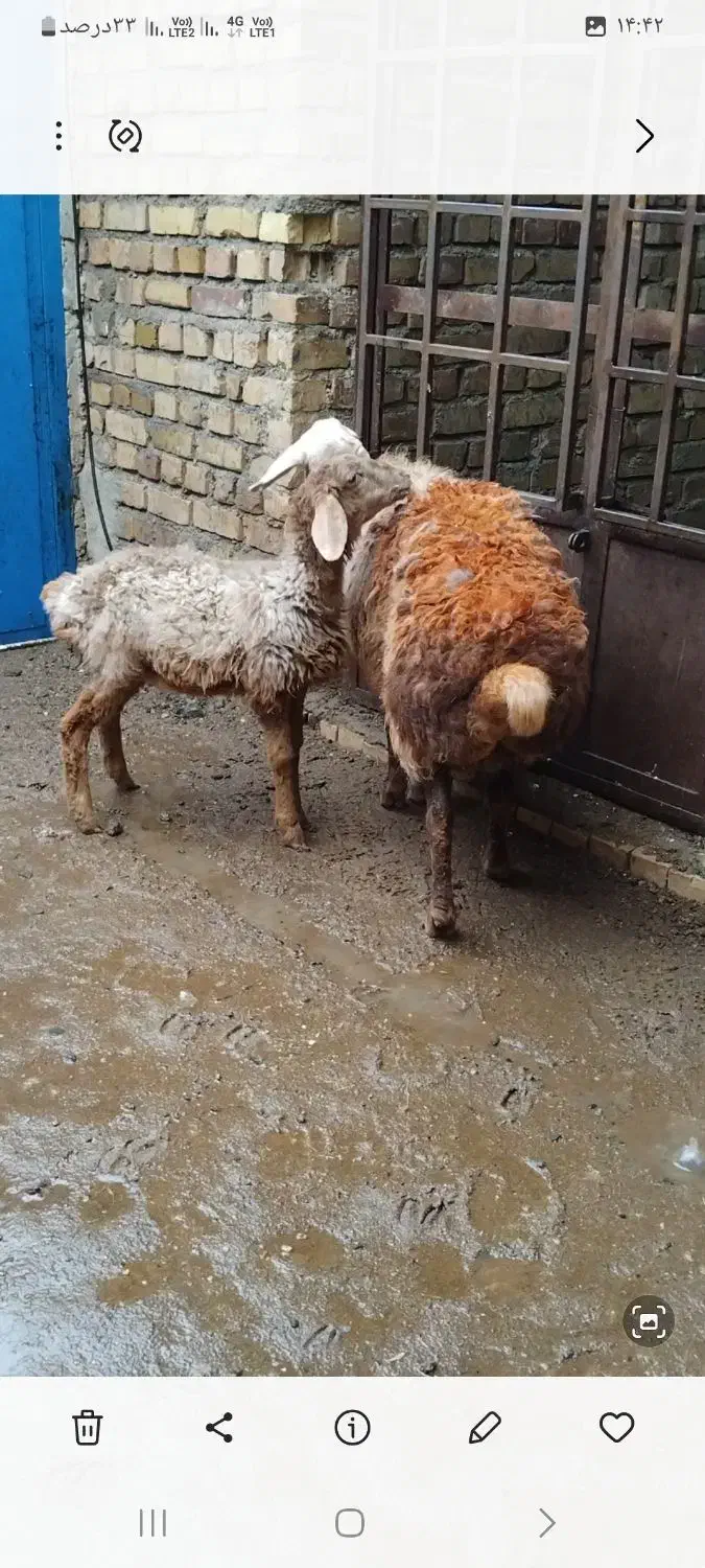 میش جوان|حیوانات مزرعه|تربت جام, جامرود|دیوار