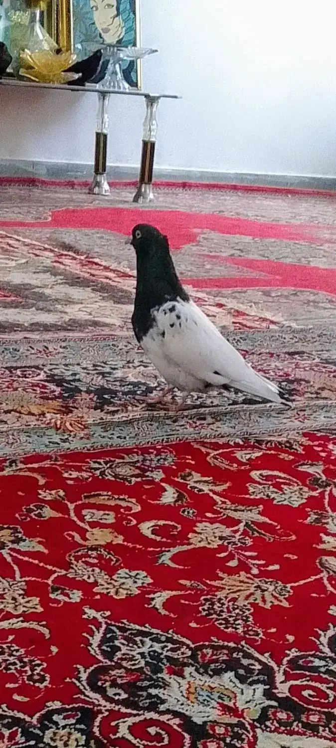 کبوتره کله سیاه نر|پرنده|بجنورد, |دیوار