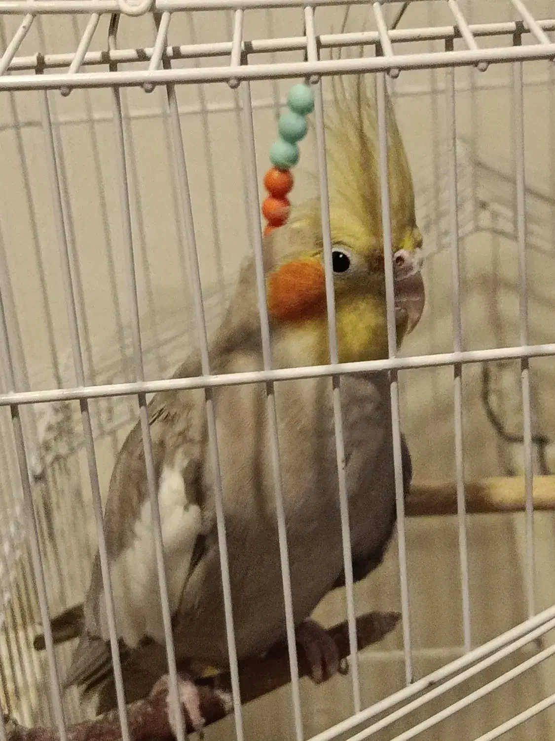 نداشتن جفت|پرنده|کیاشهر, |دیوار