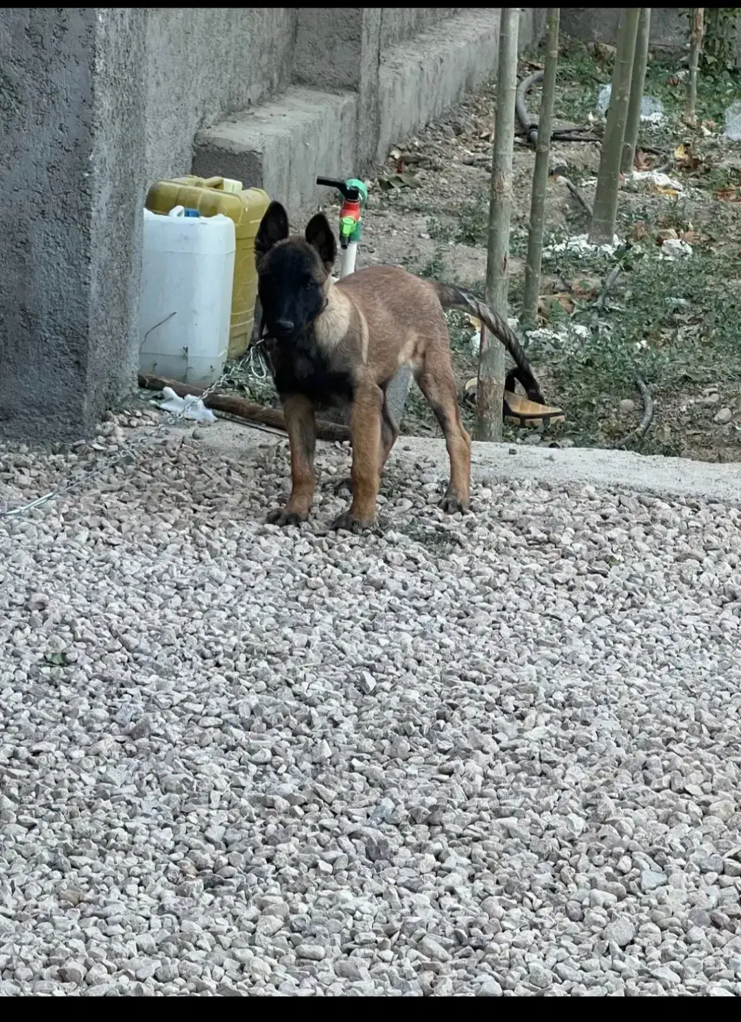 سگ مالینویز بلژیکی|سگ|مرودشت, نقش رستم|دیوار