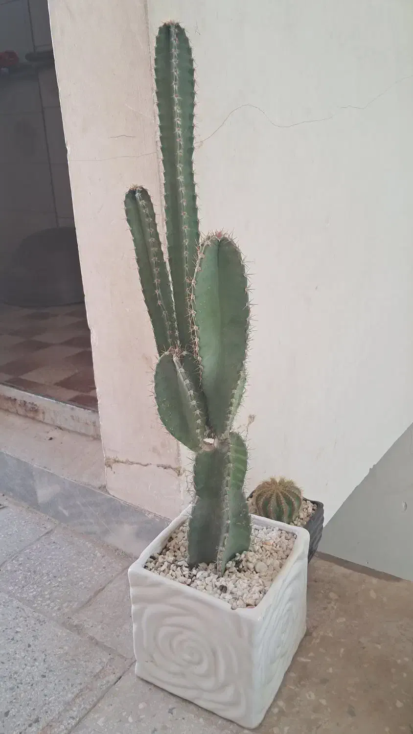 گل و کاکتوس|گل و گیاه طبیعی|قم, سراجه (۱۵ خرداد)|دیوار