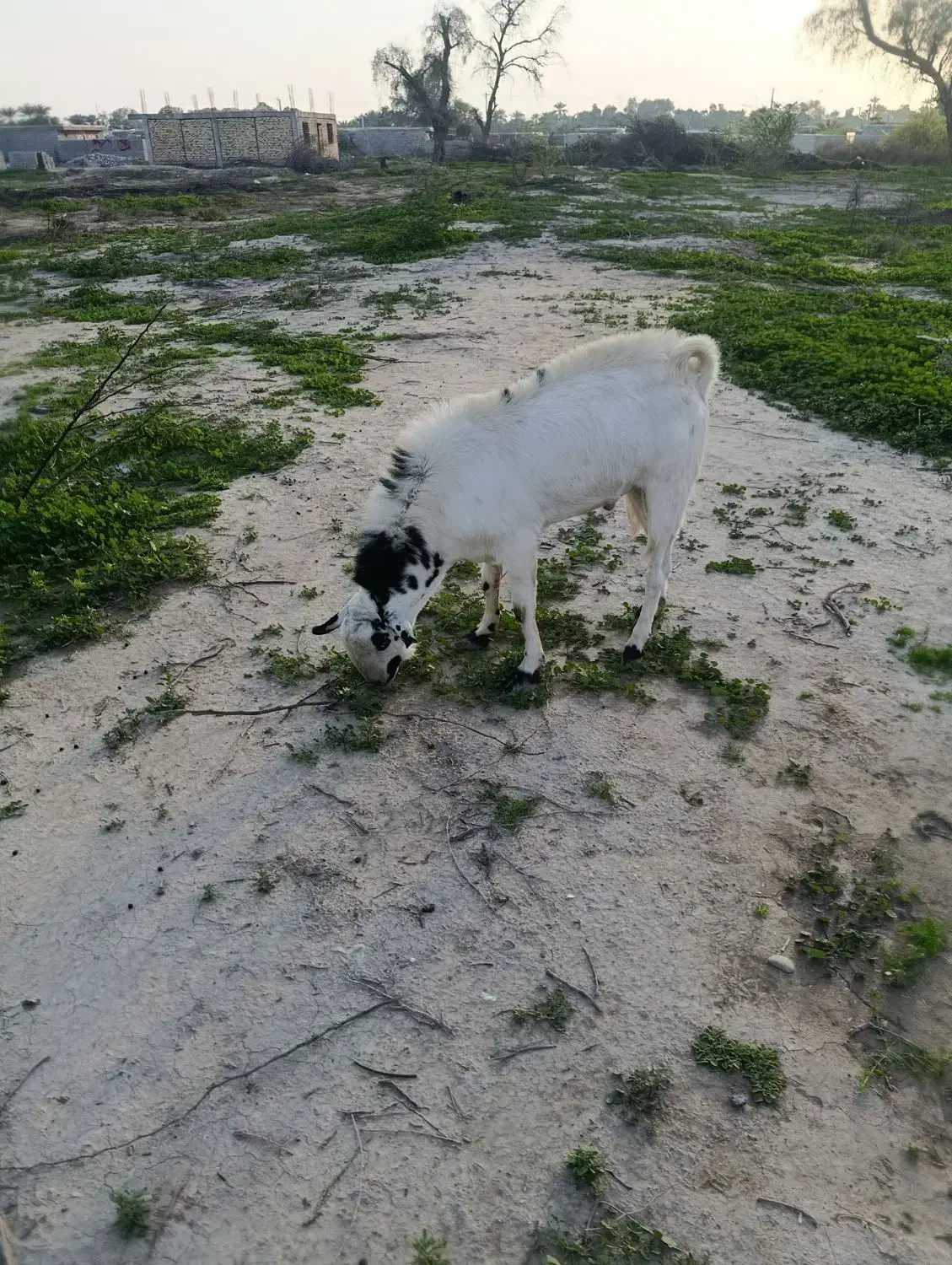 نر بزرگ|حیوانات مزرعه|میناب, |دیوار