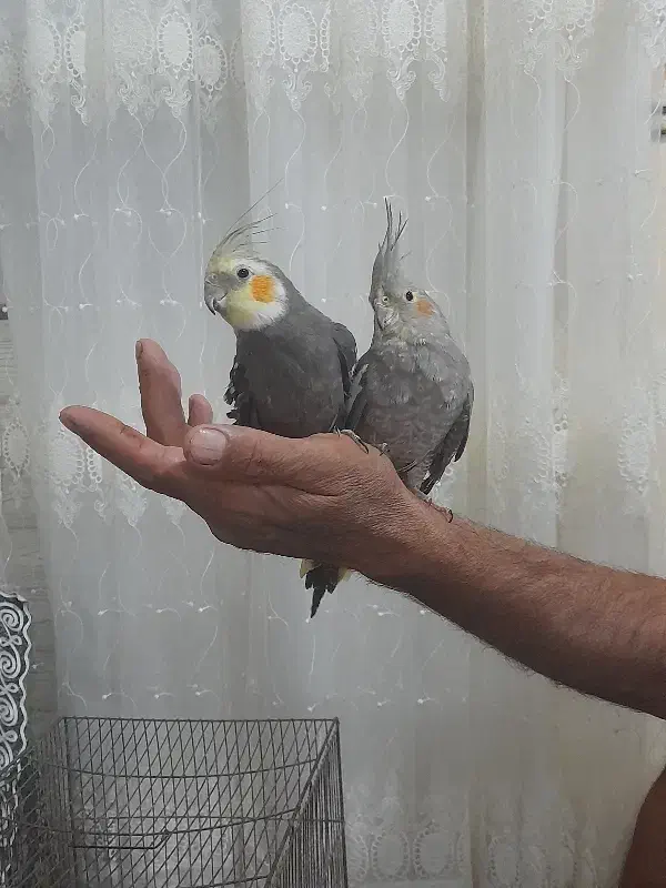 جفت عروس هلندی|پرنده|جیرفت, |دیوار