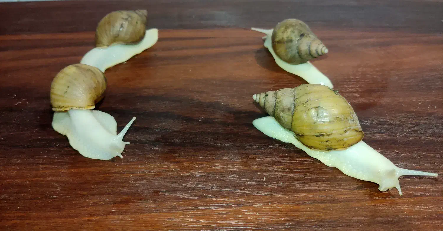 فروش فوری حلزون آچاتینا آلبینو قیمت خیلی پایین|خزنده|قم, باغ شریفی|دیوار