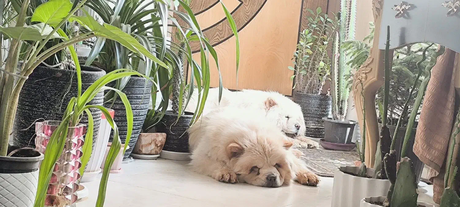 چاو چاو ماده یکسالو نیم|سگ|اصفهان, خرم|دیوار